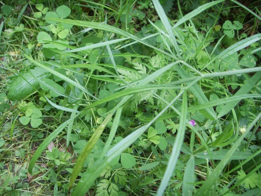 Oenanthe pimpinelloides / Finocchio acquatico comune